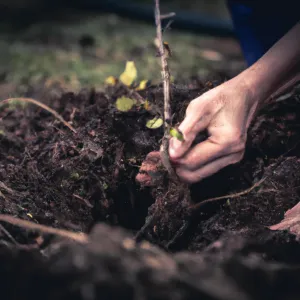 Sadzonki drzew owocowych – jak uprawiać własne owoce