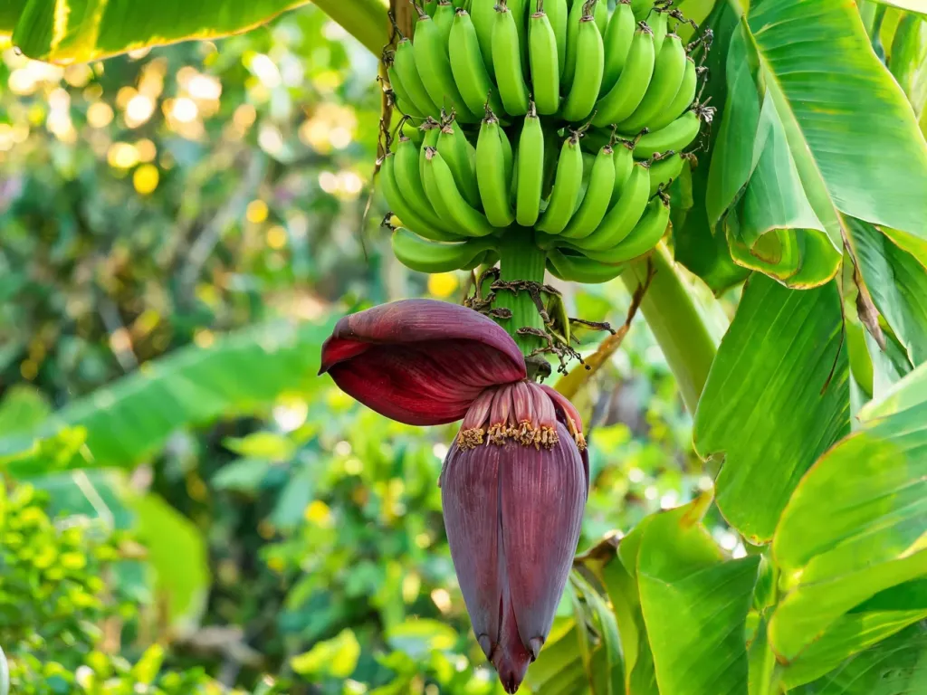 Purpurowo‑czerwony kwiat bananowca pod gronem zielonych bananów w słonecznym ogrodzie, otoczony świeżymi liśćmi